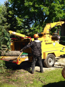 tree-removal1-small