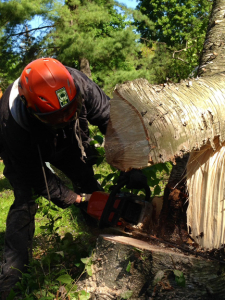 tree-removal2-small